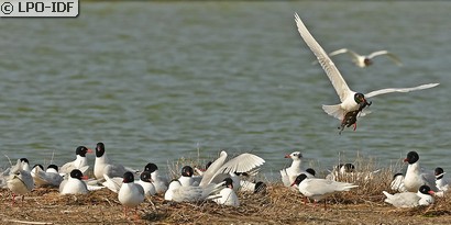 Mouette mélanocéphale