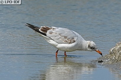 Mouette mélanocéphale