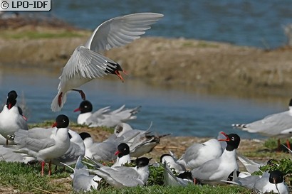 Mouette mélanocéphale