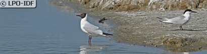 Mouette rieuse