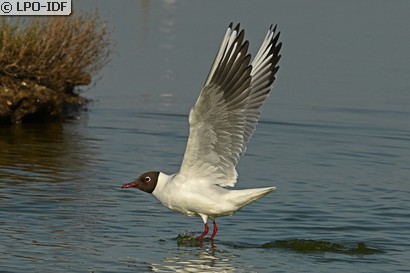 Mouette rieuse