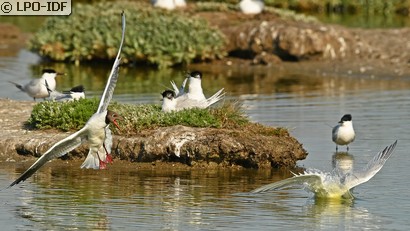 Mouette rieuse