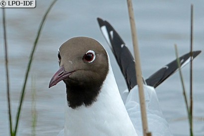 Mouette rieuse