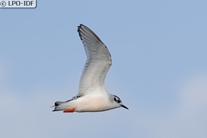 Mouette pygmée