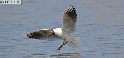 Mouette rieuse