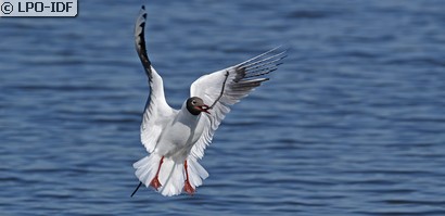 Mouette rieuse