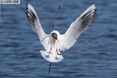 Mouette rieuse