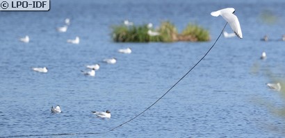 Mouette rieuse