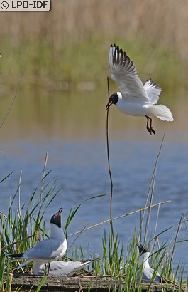 Mouette rieuse