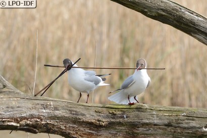 Mouette rieuse