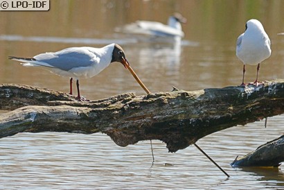 Mouette rieuse