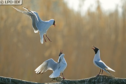 Mouette rieuse