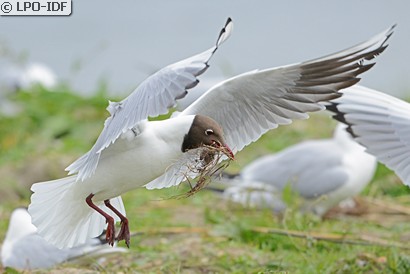 Mouette rieuse