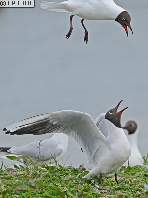 Mouette rieuse
