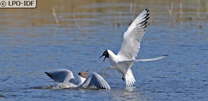 Mouette rieuse