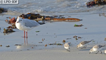 Mouette rieuse