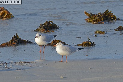 Mouette rieuse