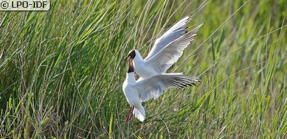 Mouette rieuse