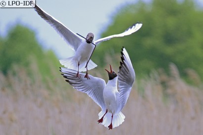 Mouette rieuse