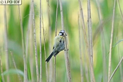 Mésange bleue