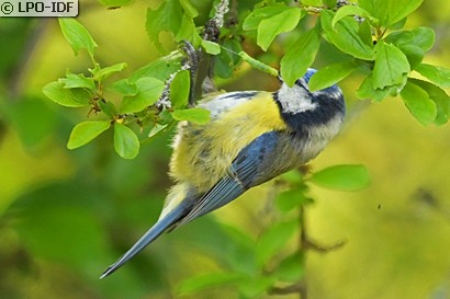 Mésange bleue