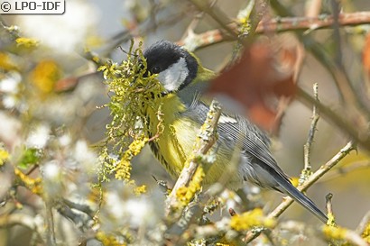 Mésange charbonnière