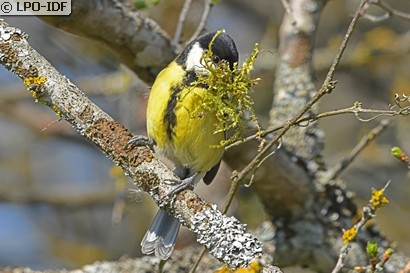 Mésange charbonnière
