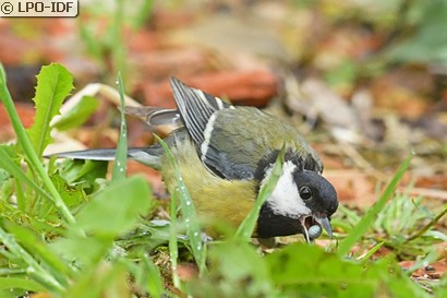 Mésange charbonnière