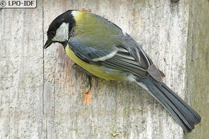 Mésange charbonnière