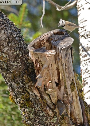 Mésange huppée