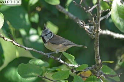Mésange huppée