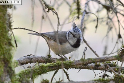 Mésange huppée