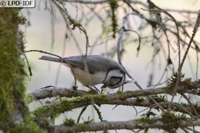 Mésange huppée