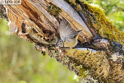 Mésange huppée