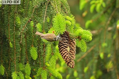 Mésange huppée