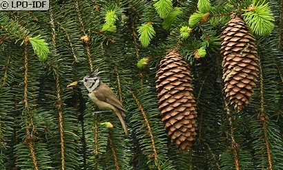 Mésange huppée