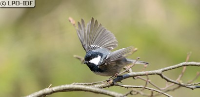 Mésange noire