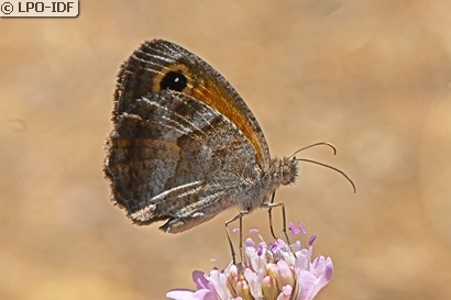 Ocellé de la canche