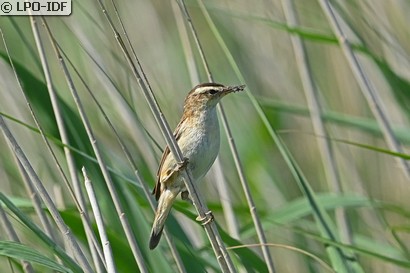 Phragmite des joncs