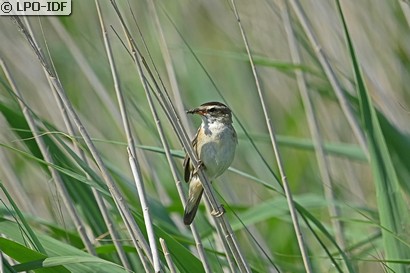 Phragmite des joncs