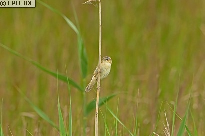 Phragmite des joncs