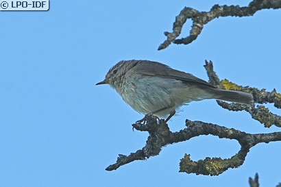 Pouillot véloce
