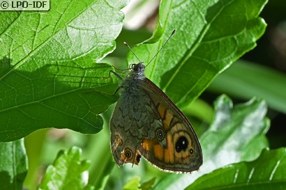 Satyre et Mégère