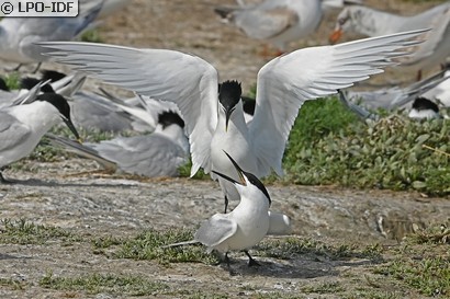 Sterne caugek