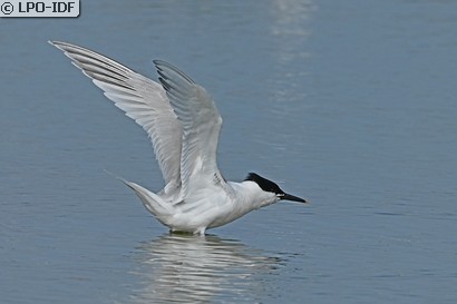Sterne caugek