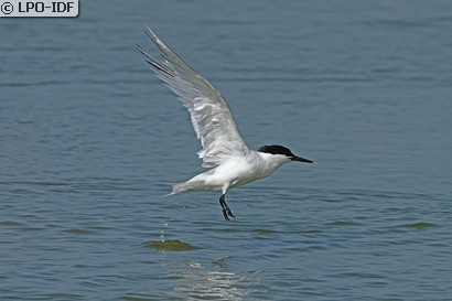 Sterne caugek