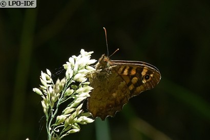 Tircis