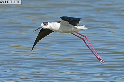 Échasse blanche