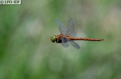 Aeschne isocèle