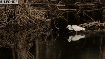 Aigrette garzette